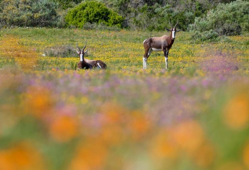 Blumenblüte im südafrikanischen Namaqualand