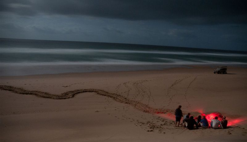 Turtle hatching