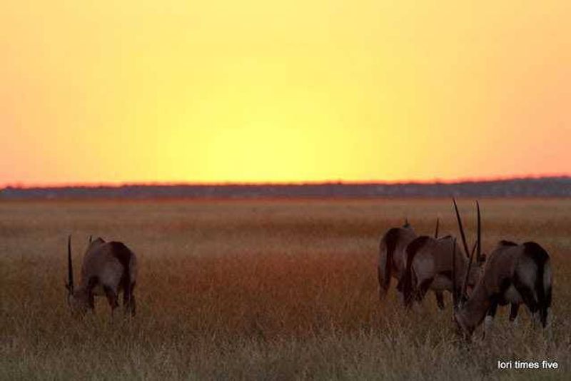 Oryx grazing in the last light of the plateau.