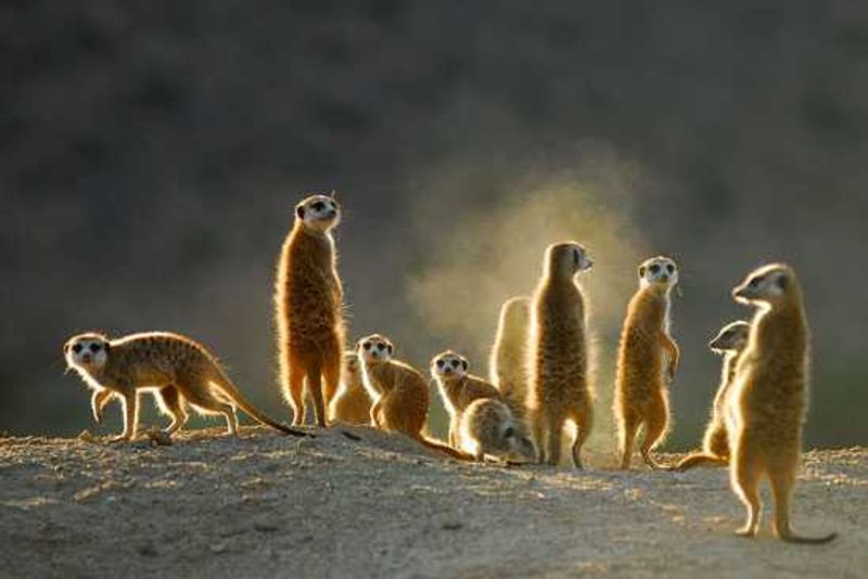 Spot a mob meerkats in the wild
