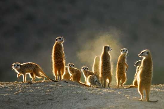 Spot a mob meerkats in the wild