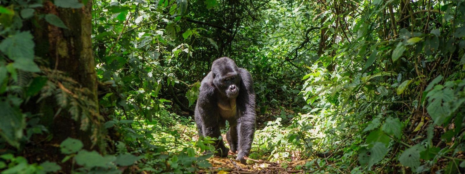 The Adventurer's Ready-To-Go Gorilla Tracking Tour