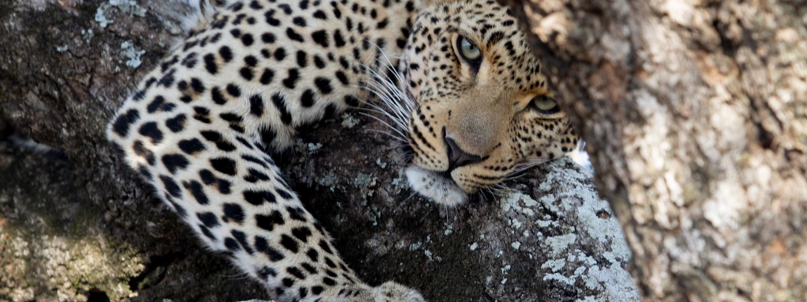 Silvan Safari Blog: Meet Some of Our Wildlife Guests