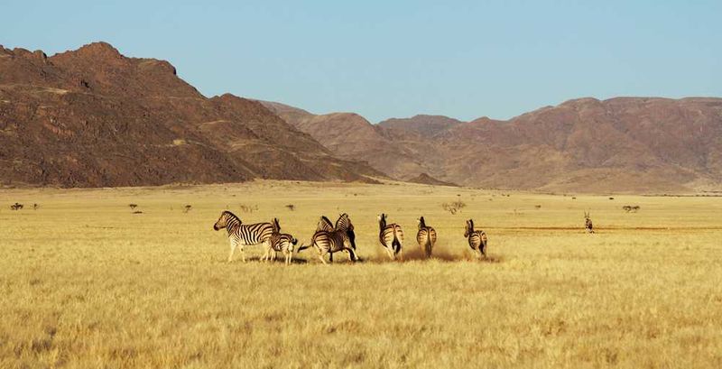 Zebras, gembsbok and spingbok are common sites in Sossusvlei
