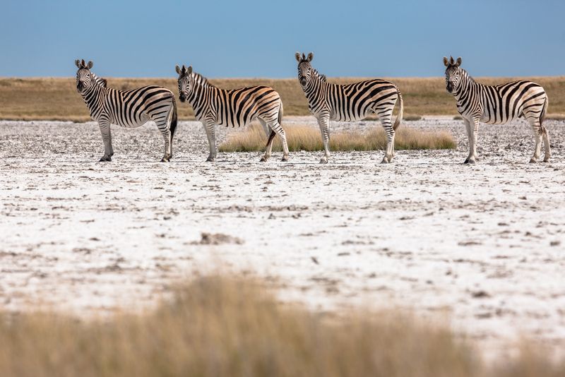Four zebras standing on the open salt pans of Makgadikgadi Pans National Park in Botswana.