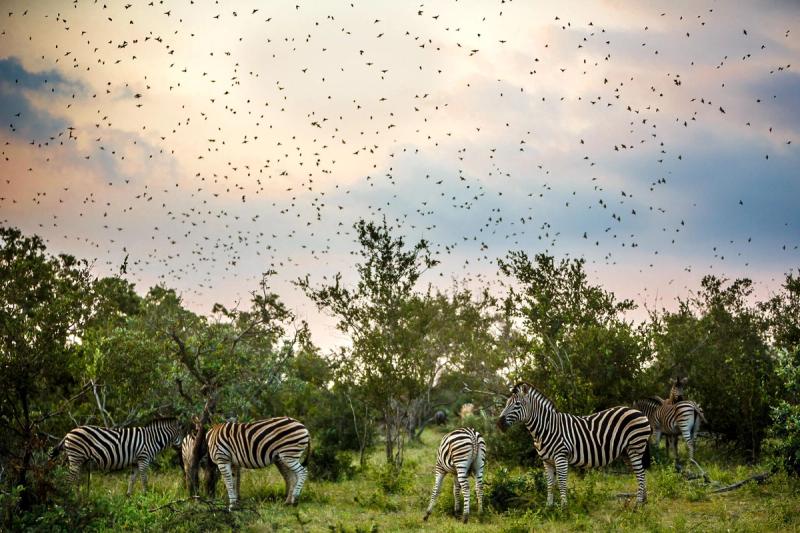 A herd of zebras grazing in grassland beneath a dramatic sky filled with hundreds of flying birds.