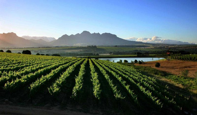 Image of vineyard in the Cape WInelands