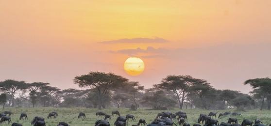The Serengeti in Pictures: Why You'll Love it