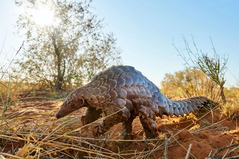 A pangolin near Tswalu Motse Lodge