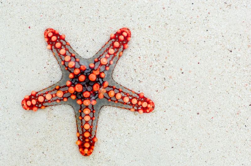 Ein roter Seestern im Sand