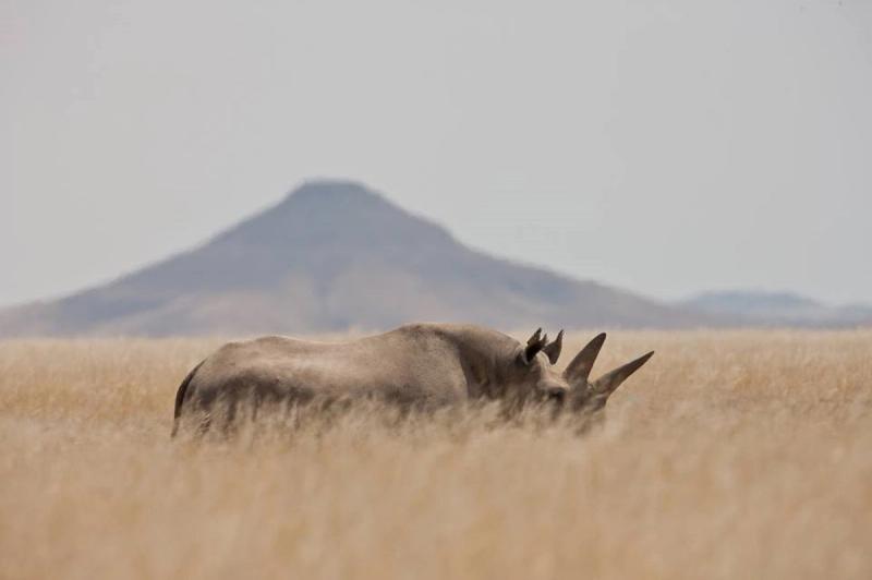 Rhinocéros noir dans les plaines lunaires et deserts de Namibie.