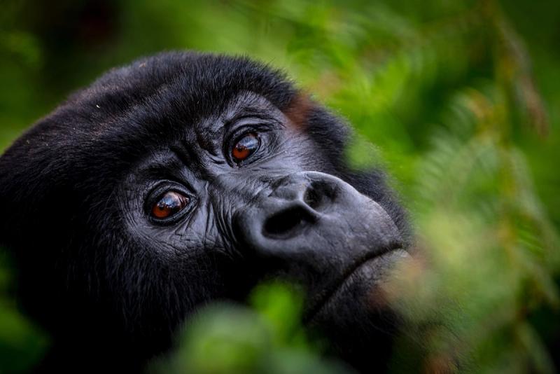 Intimate encounters with precious primates