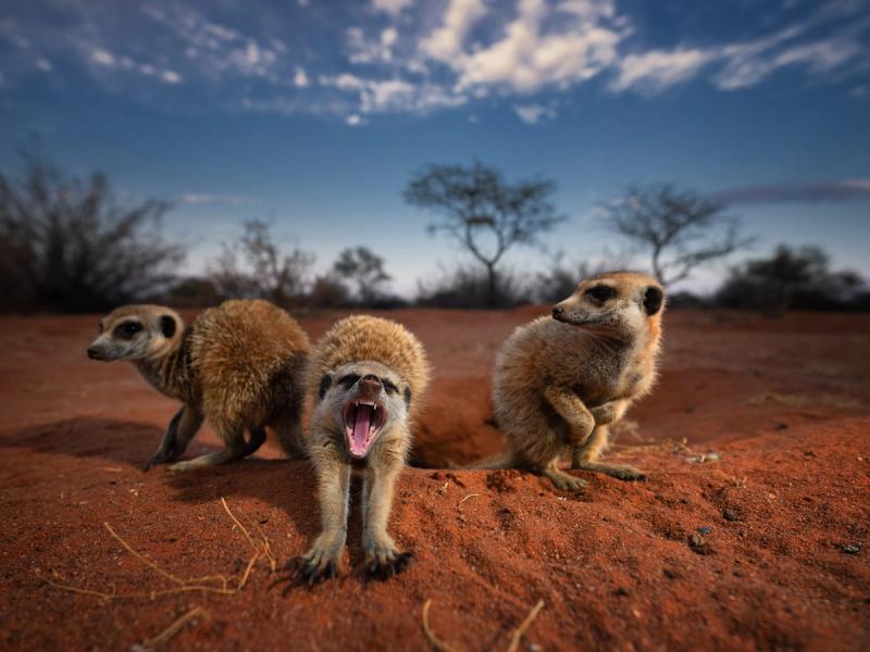 Three meerkats at Tswalu Kalahari on red soil