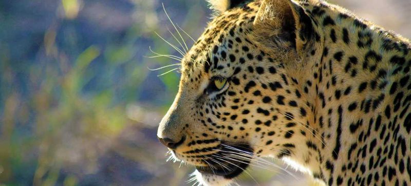 The leopards of the Sabi Sand Private Game Reserve