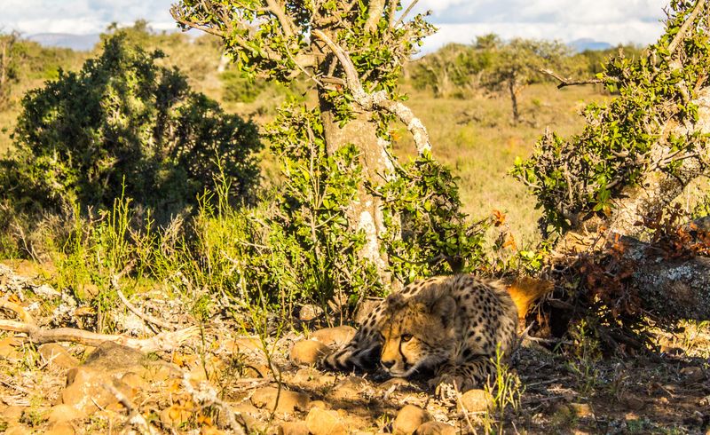 Cheetah at Samara Game Reserve