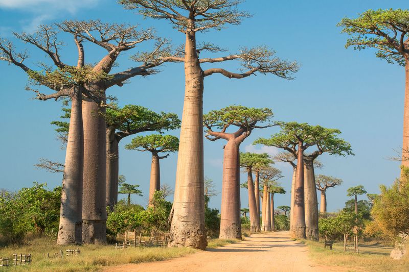 Baobab-Allée auf Madagaskar