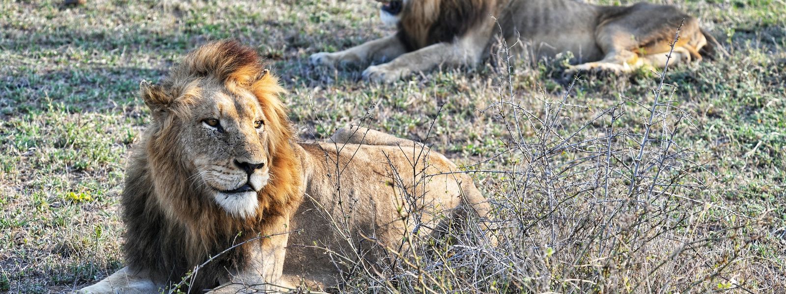 The Male Lions of Silvan Meet Their Match: Silvan Safari Blog