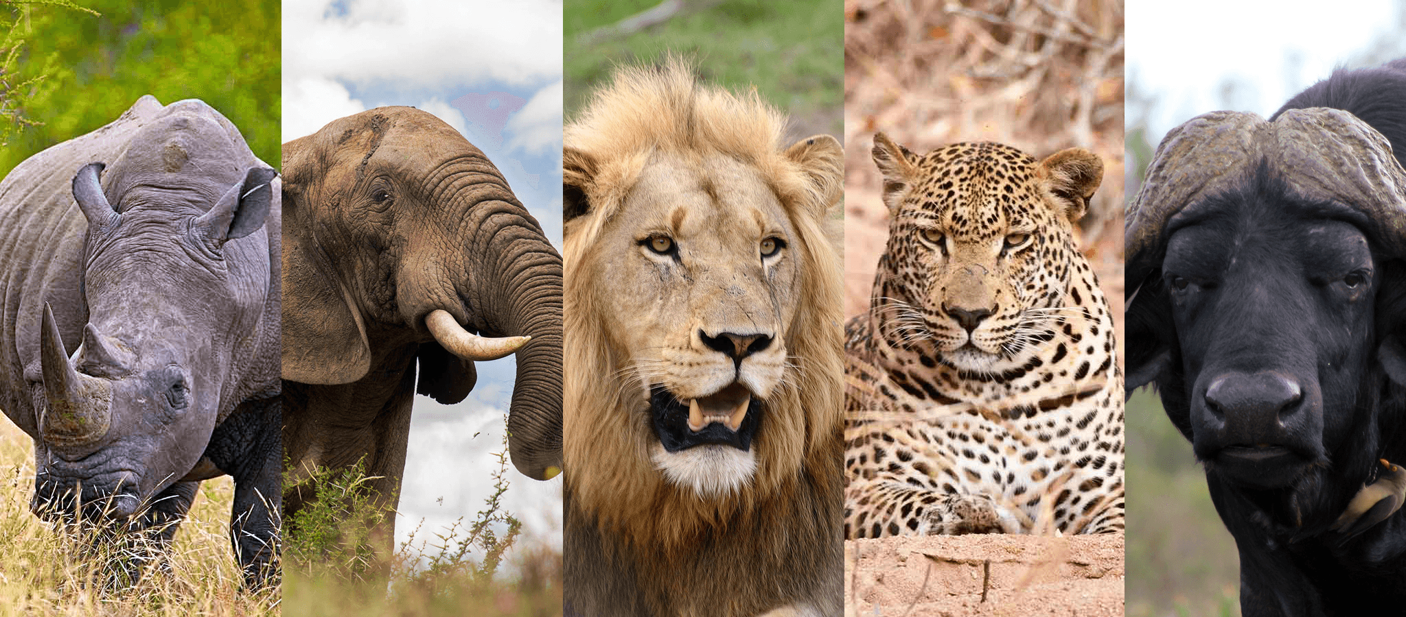Das sind die legendären Big Five Afrikas