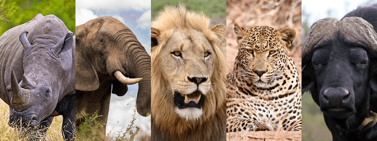 Das sind die legendären Big Five Afrikas