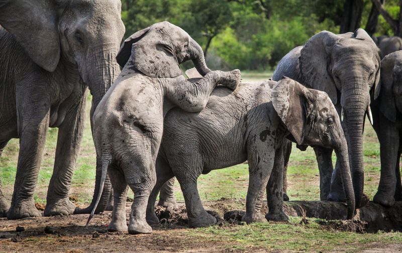 A small elephant climbing on another small elephant