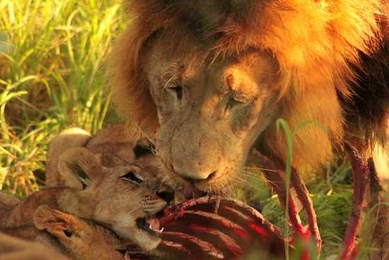 A rare occasion where a male lion on Phinda shares a meal with one of the youngsters