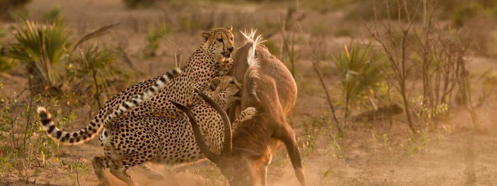 Los cinco depredadores más temibles del Parque Kruger