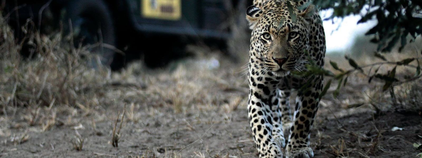 Los "Cinco grandes" de África en acción y dónde encontrarlos