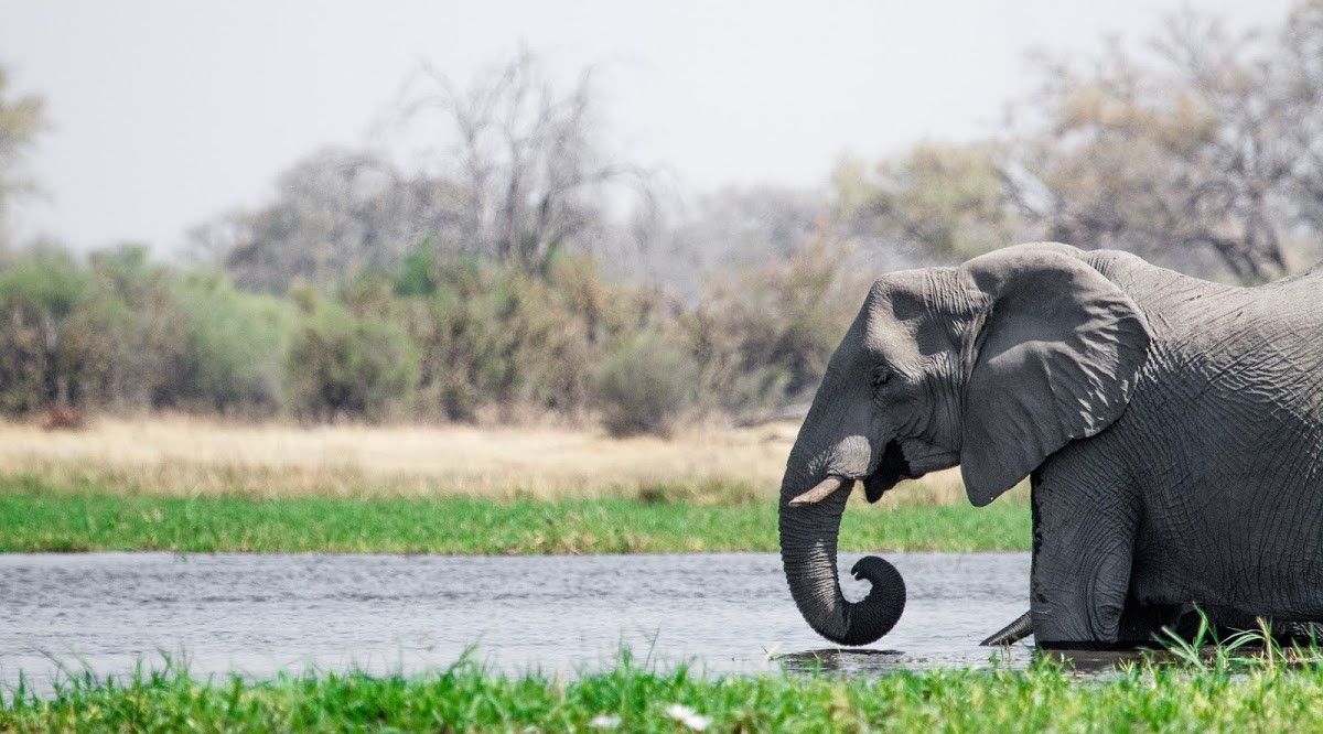 Der jährlich schwankende Wasserstand im Okavango Delta
