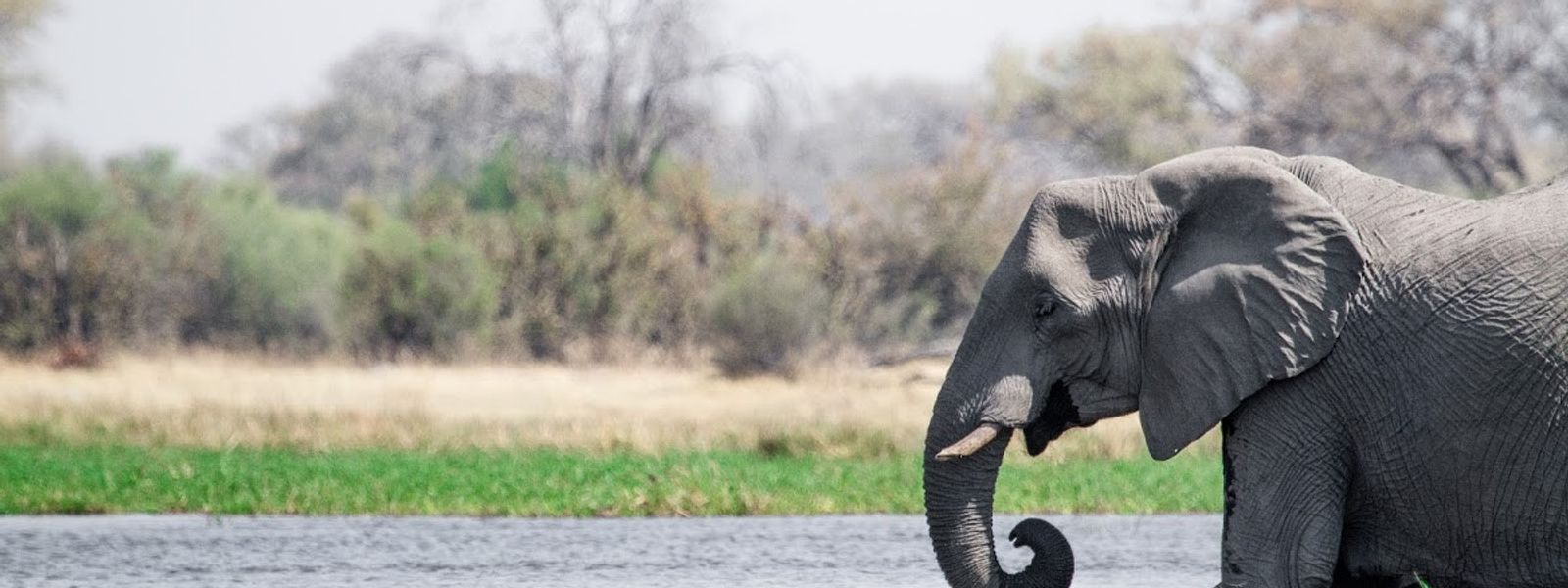 Der jährlich schwankende Wasserstand im Okavango Delta