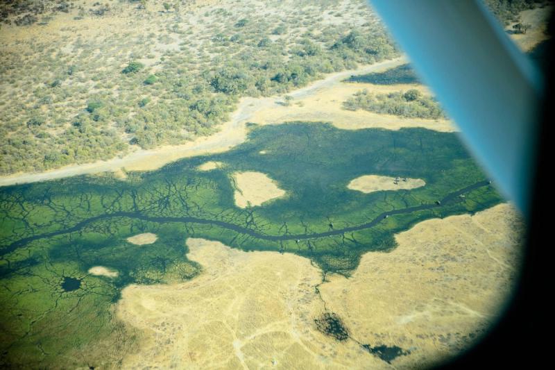 Blick aus einem Kleinflugzeug auf die grüne Landschaft Botswanas