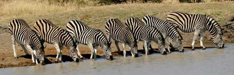 Ask the Rhino Africa safari expert - Kruger National Park