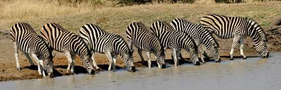 Ask the Rhino Africa safari expert - Kruger National Park