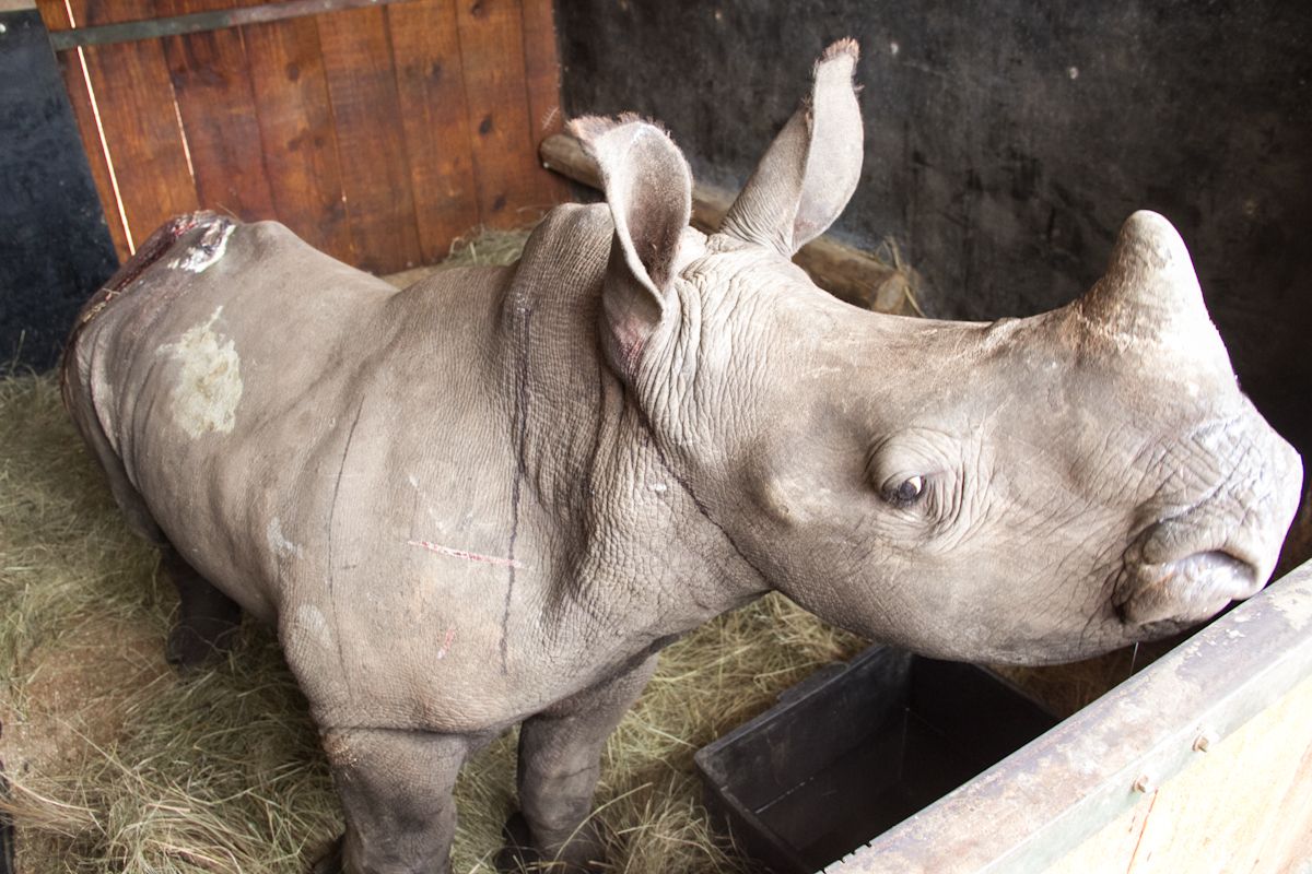 Tragedy and Hope: Another Orphaned Rhino Arrives at The World’s Largest Rhino Sanctuary