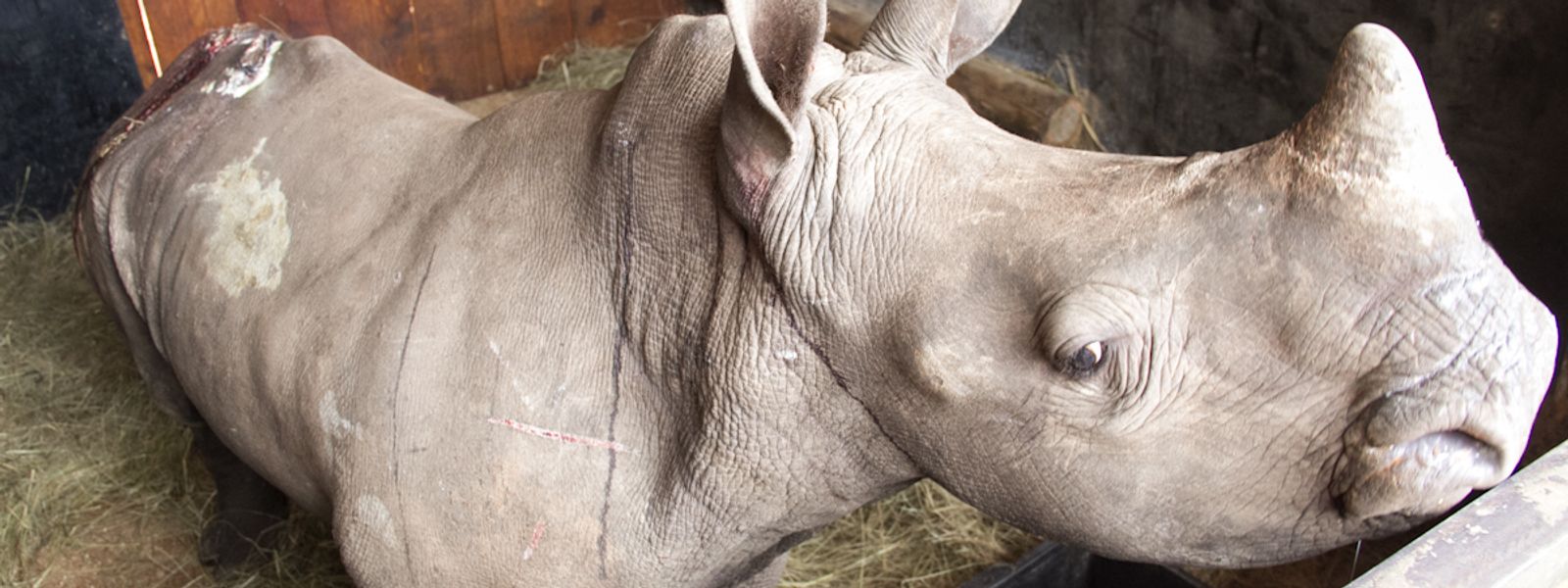 Tragedy and Hope: Another Orphaned Rhino Arrives at The World’s Largest Rhino Sanctuary