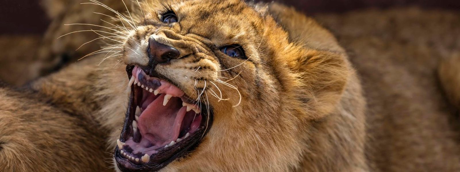 16 Fotos, die beweisen: Afrikas Tierwelt bietet mehr Dramatik als jeder Film