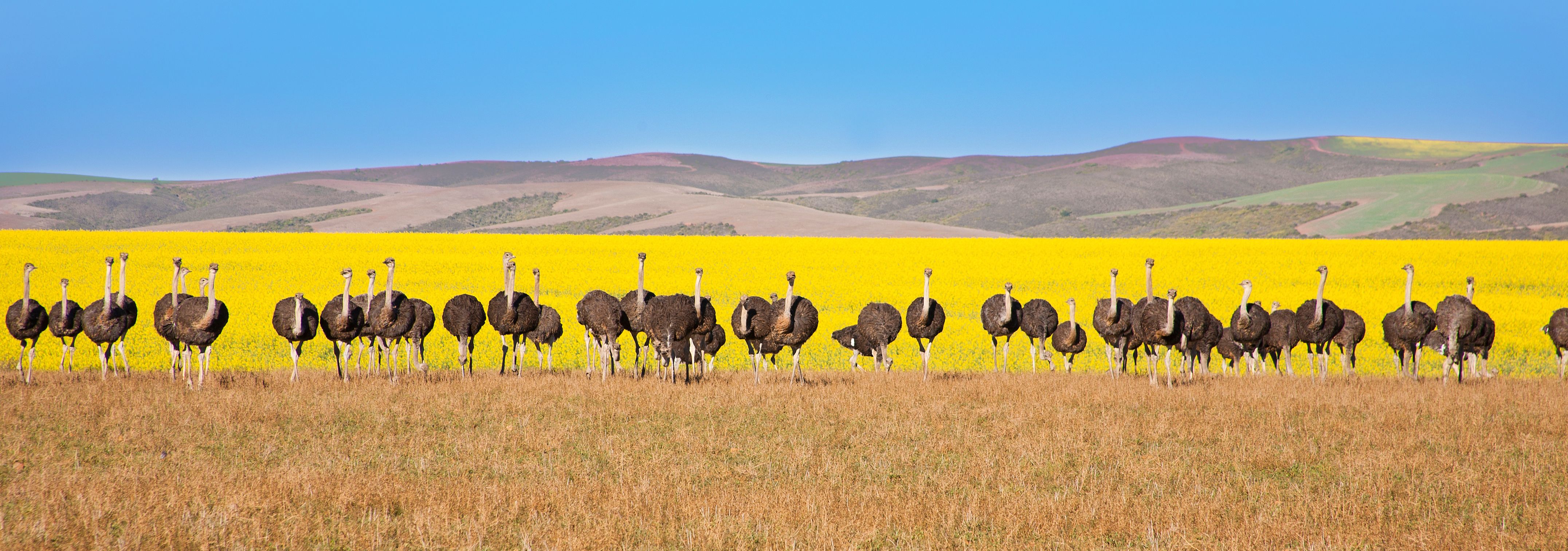 Guide complet de l'Afrique du Sud