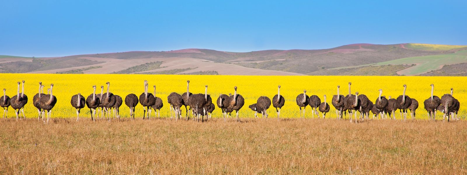 Guide complet de l'Afrique du Sud