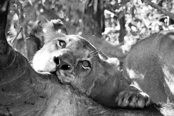 Silvan Safari's Lion Prides: Introducing The Mighty Nkuhuma and Avoca Males