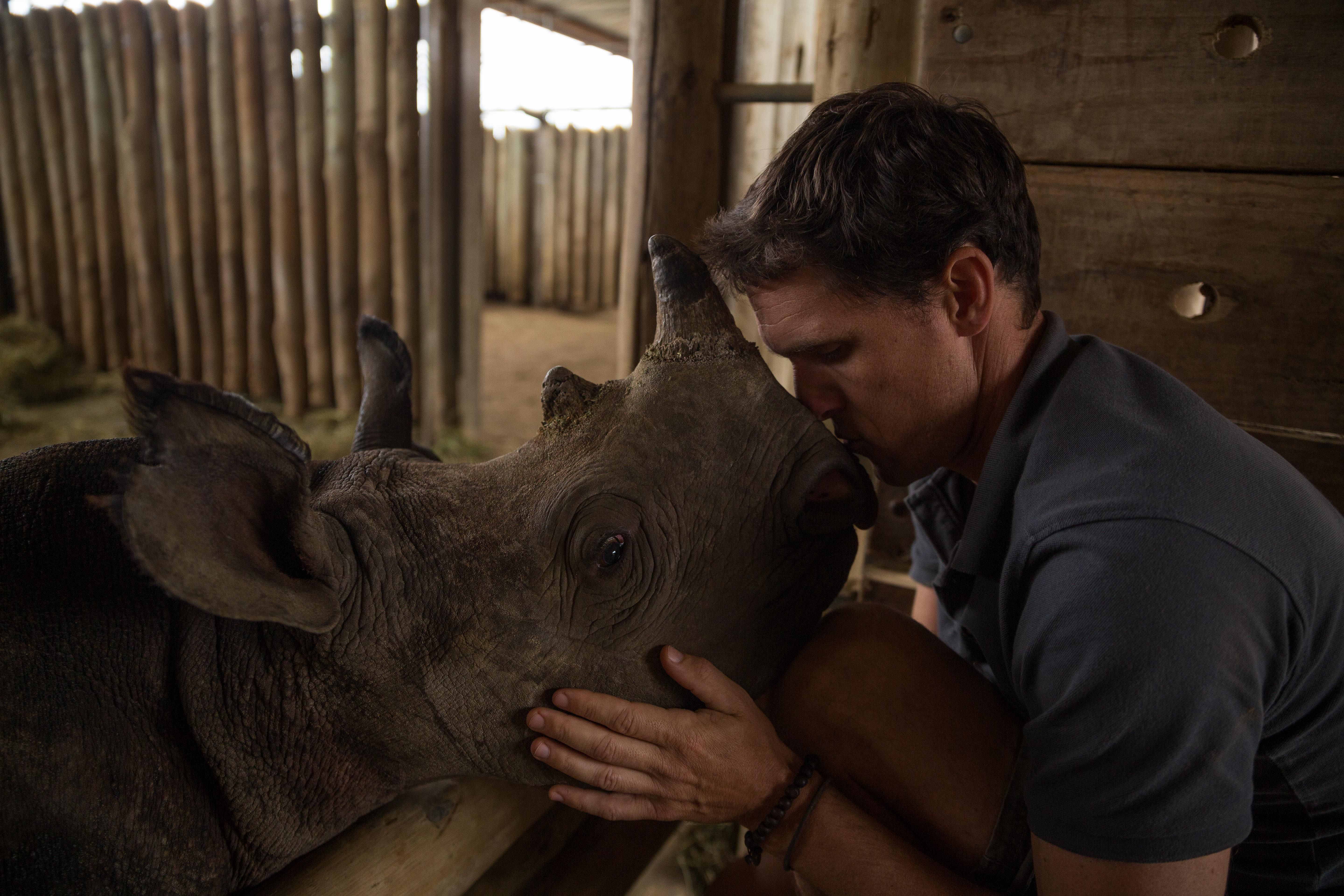 Walking with Rhinos: A Closer Look at What it Takes to Save a Species