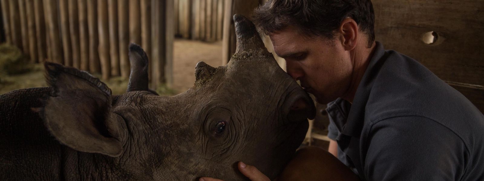 Walking with Rhinos: A Closer Look at What it Takes to Save a Species