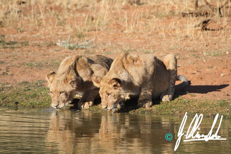 Lion cubs drinking at waterhole