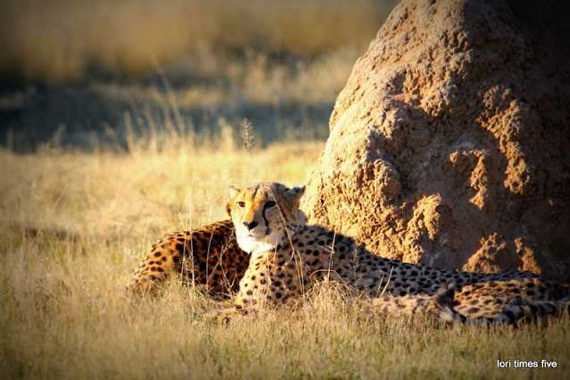 "We stepped out into a clearing, and far across to the other side, I saw a termite mound, and then nearby a spotted tail flipped up out of the long grass. Cheetah!"