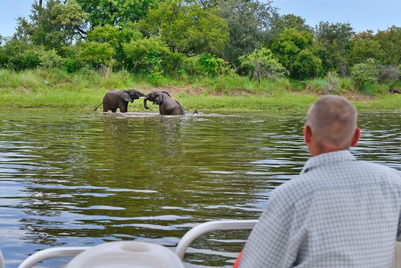 A man watches elephants fighting from boat