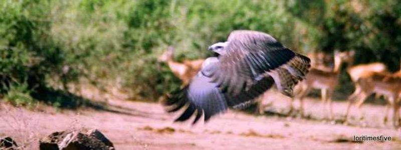 "We saw this gorgeous Martial Eagle fly by."