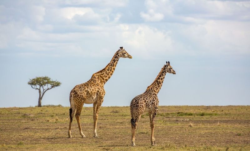 Giraffen in der Savanne
