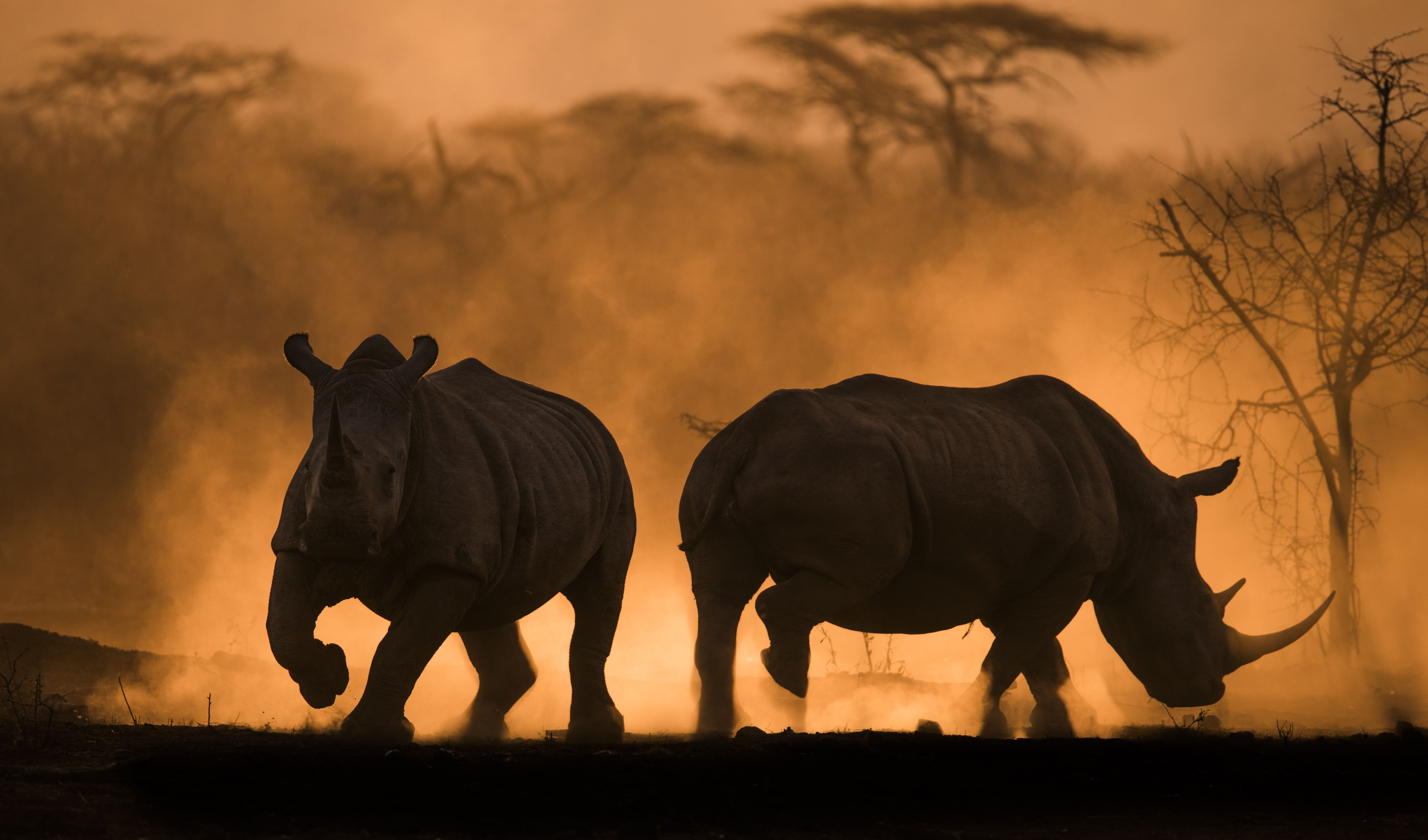 Timbavati | L'expérience d'une réserve privée