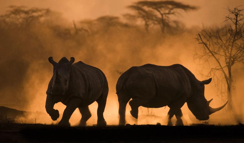 Africa's Photographer of the Year Big 5 winner