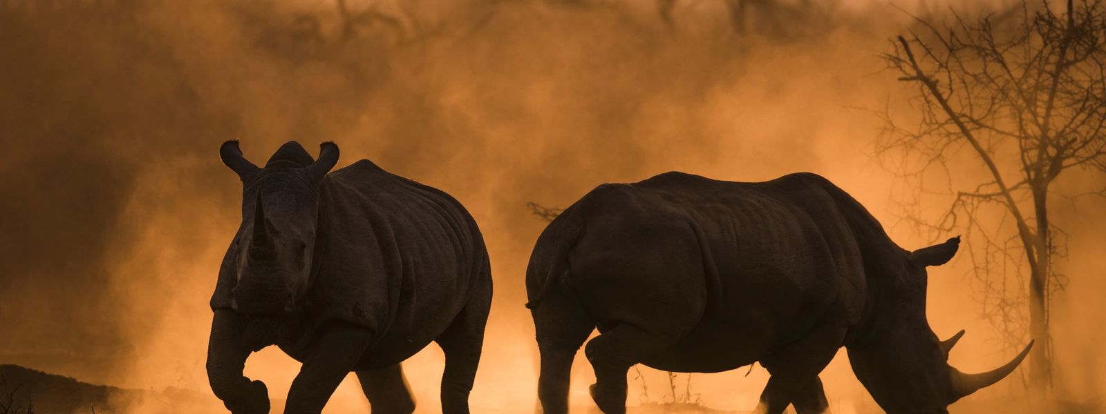 Timbavati | L'expérience d'une réserve privée