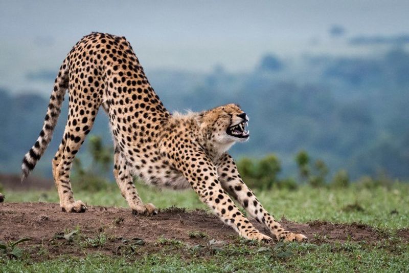 Ein Gepard streckt sich und gähnt dabei