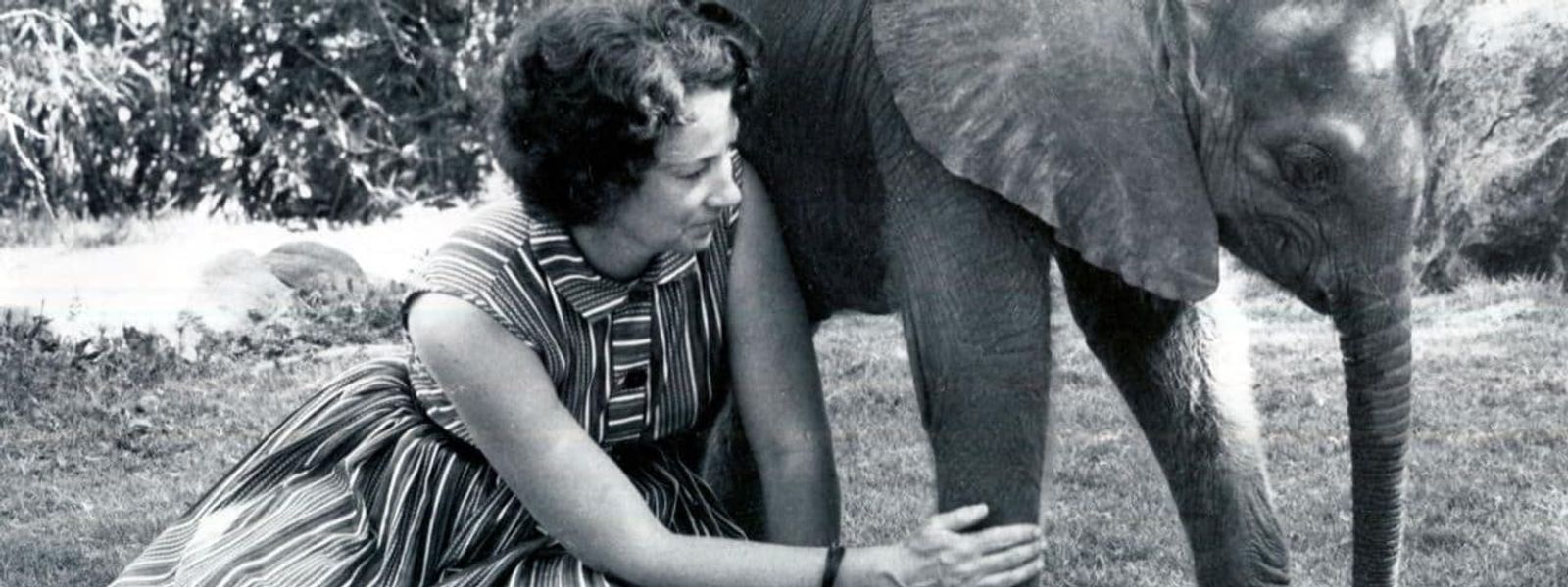 A Tribute To Dame Daphne Sheldrick: 1934 - 2018